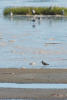 Short-billed dowitcher