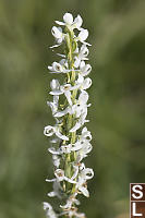 Bog Orchid Stacked