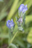 king's scepter gentian