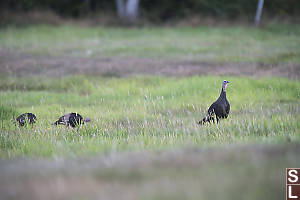 Wild Turkeys In Yard