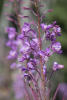 Fireweed