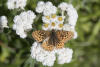 Mormon Fritillary On Pearly Everlasting