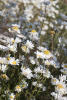 Roadside Oxeye Daisy