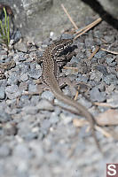 Common Wall Lizard