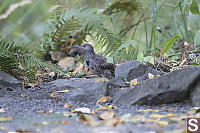 Northern Flicker