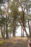 Arbutus Trees On Sidney Island
