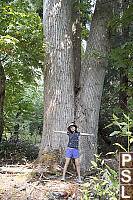 Giant Sized Cottonwood Tree