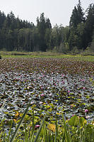 Never Ending Water Lilies