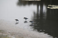 Three Sandpipers In Shallow Pond