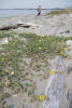 coastal sand verbena