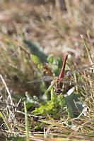 Cardinal Meadowhawk In Grass