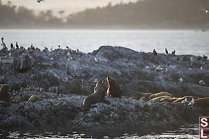 Sea Lions Looking For Top Spot