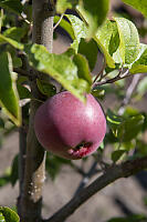 Apple Growing Close To Trunk