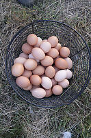 Basket Of Eggs On Ground