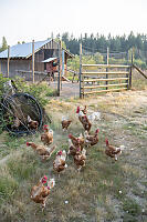 Chickens Out Of Yard