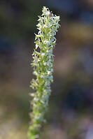 Flat Spurred Piperia