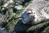 Furry Light Grey Seal