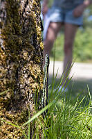 Garder Snake Failing To Hide