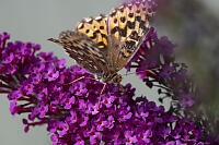 Hydaspe Fritillary Face