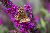 Hydaspe Fritillary On Butterfly Bush