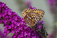 Hydaspe Fritillary Ventral