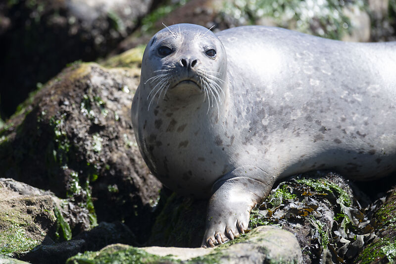 Lighter Morph Seal