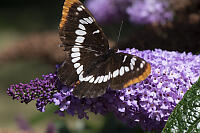 Lorquins Admiral On Butterfly Bush