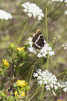 Lorquins Admiral