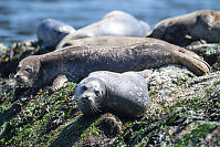 Mottled Seal On Rocks