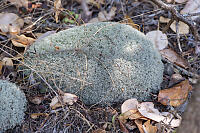 Reindeer Lichen Ball On Ground