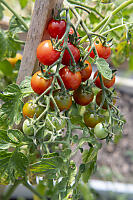 Tomatoes Ripening On Vine