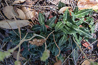 Western Rattlesnake Plantain Leaves