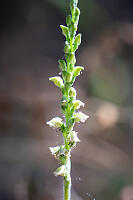 Western Rattlesnake Plantain