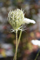 Wild Carrot