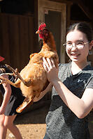 Chicken Looking For Bum Support