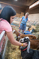 Claira Found Goats