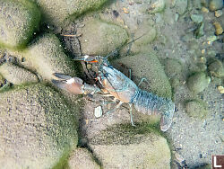 Crayfish On Bottom