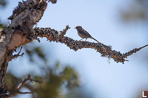 Dark Eyed Junco