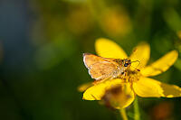 European Skipper On Flower