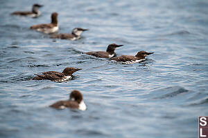 Line Of Murres