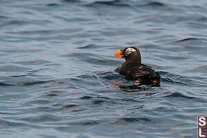Non Breeding Tufted Puffin