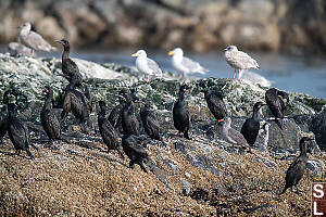 Pelagic Cormorants On Rock