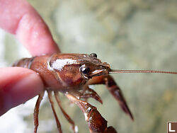 Red Crayfish Out Of Water