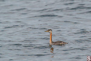 Red Necked Grebe