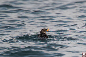 Rhinoceros Auklet