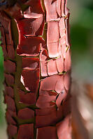 Skin Splitting On Arbutus