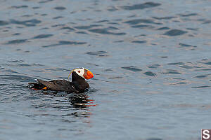 Tufted Puffin Red Eye Ring