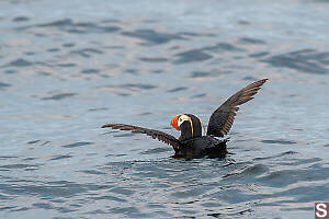 Tufted Puffin Short Wings