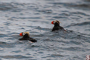 Two Tufted Puffin