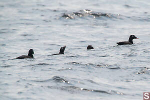 White-wingedScoter